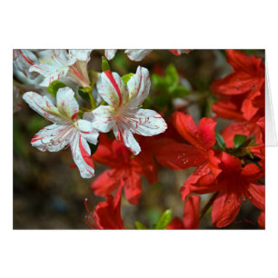 Rot, weiß und schön