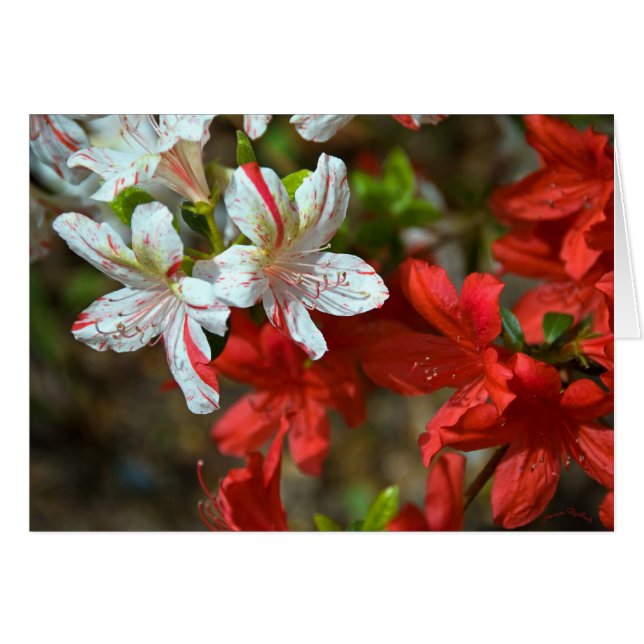 Rot, Weiß und schön (Vorderseite (Horizontal))