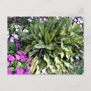 Rotader Sauerampfer Pinke Springkraut-Blumen im G Postkarte