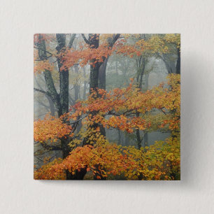 Rotahorn-Ahorn, Acer rubrum, Porträt im Nebel Button