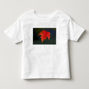 Rotahorn-Ahorn Acer rubrum) rotes Blatt im Herbst, Kleinkind T-shirt