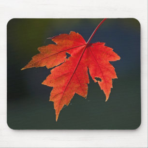 Rotahorn-Ahorn (Acer rubrum) rotes Blatt im Herbst Mousepad