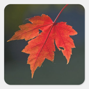 Rotahorn-Ahorn Acer rubrum) rotes Blatt im Herbst, Quadratischer Aufkleber