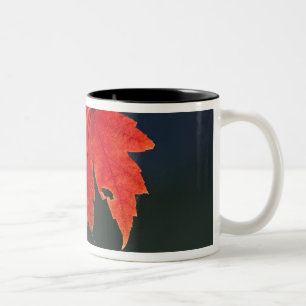 Rotahorn-Ahorn Acer rubrum) rotes Blatt im Herbst, Zweifarbige Tasse
