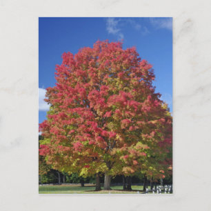 Rotahorn-Ahorn im Herbstlaub, nahe Concord, Postkarte