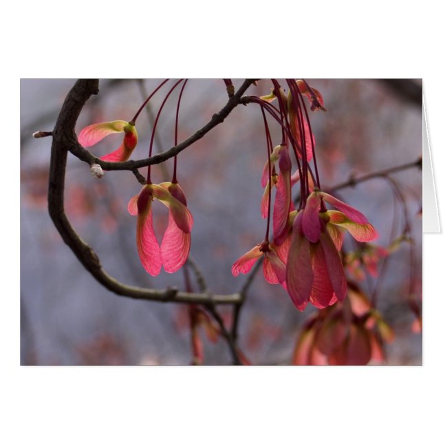 Rotahorn-Samen (Vorderseite (Horizontal))