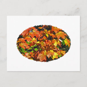 Rotapfel (Herbst) Postkarte