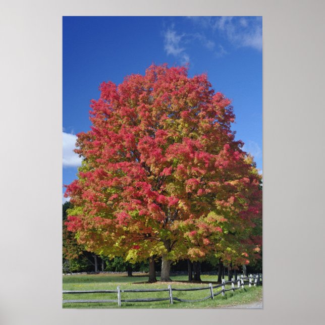 Rotapfelbaum in Herbstfarben, in der Nähe von Conc Poster (Vorne)
