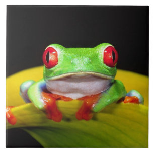 Rotaug-Laubfrosch, Agalychinis callidryas, Einheim Fliese