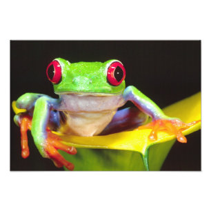 Rotaug-Laubfrosch auf einer Calla-Lilie, Agalychni Fotodruck