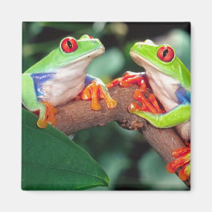 Rotaug-Laubfrosch-Paar, Agalychinis callidryas, Magnet