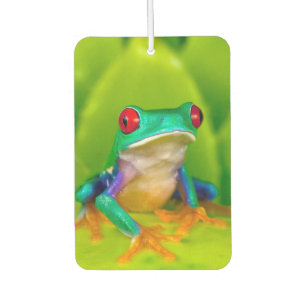 Rotaugelaubfrosch, Costa Rica Autolufterfrischer