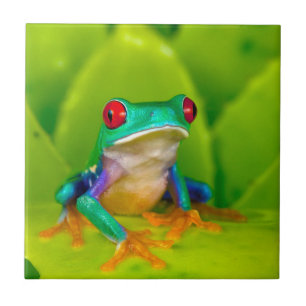 Rotaugelaubfrosch, Costa Rica Fliese