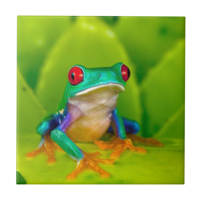 Rotaugelaubfrosch, Costa Rica Fliese (Vorderseite)