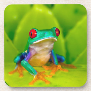 Rotaugelaubfrosch, Costa Rica Getränkeuntersetzer
