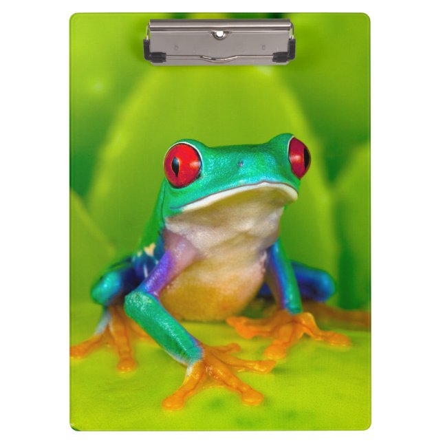 Rotaugelaubfrosch, Costa Rica Klemmbrett (Vorderseite)