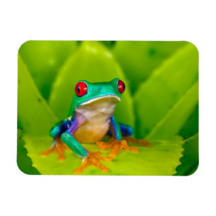 Rotaugelaubfrosch, Costa Rica Magnet