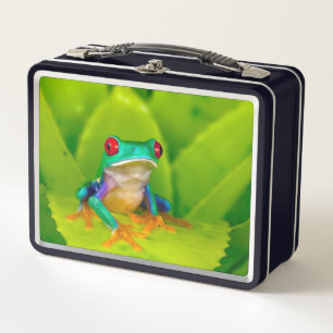 Rotaugelaubfrosch, Costa Rica Metall Brotdose
