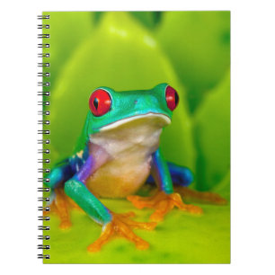 Rotaugelaubfrosch, Costa Rica Notizblock