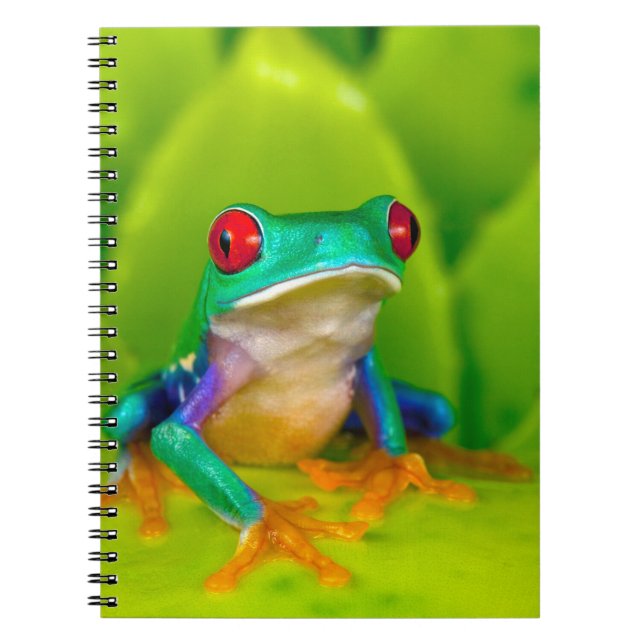 Rotaugelaubfrosch, Costa Rica Notizblock (Vorderseite)