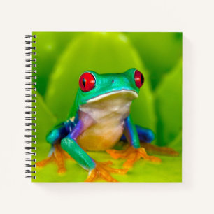 Rotaugelaubfrosch, Costa Rica Notizbuch