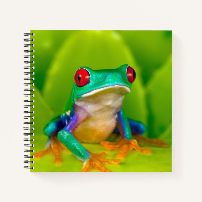 Rotaugelaubfrosch, Costa Rica Notizbuch (Vorderseite)