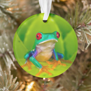 Rotaugelaubfrosch, Costa Rica Ornament