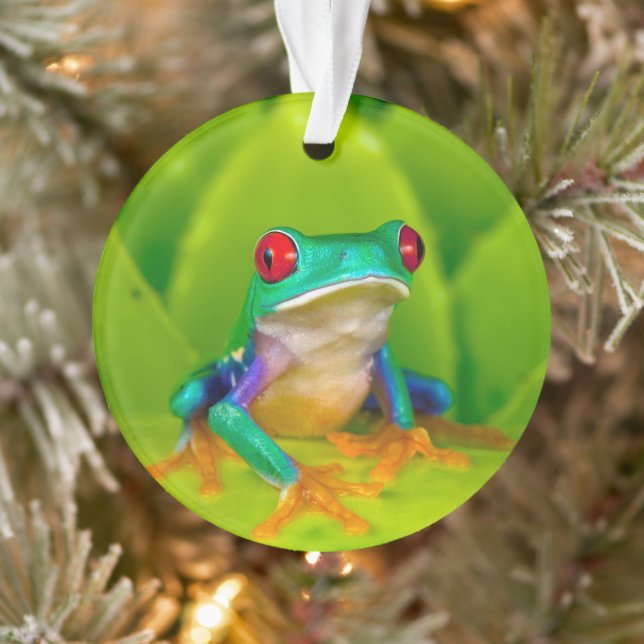 Rotaugelaubfrosch, Costa Rica Ornament (Baum)
