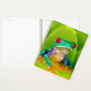 Rotaugelaubfrosch, Costa Rica Planer