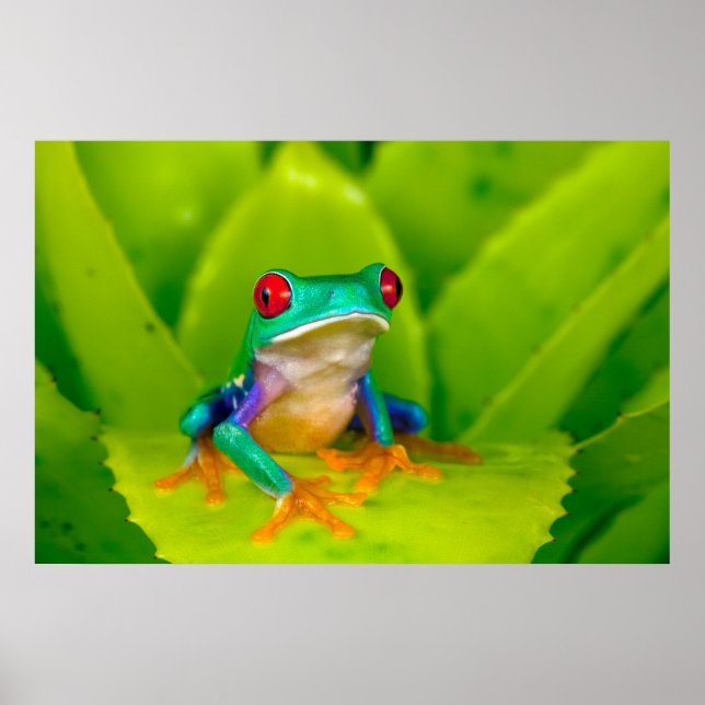 Rotaugelaubfrosch, Costa Rica Poster (Vorne)