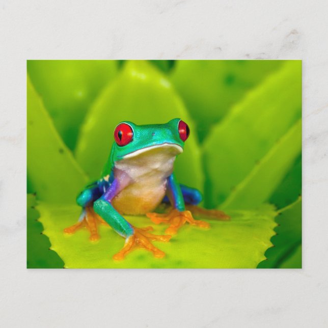 Rotaugelaubfrosch, Costa Rica Postkarte (Vorderseite)