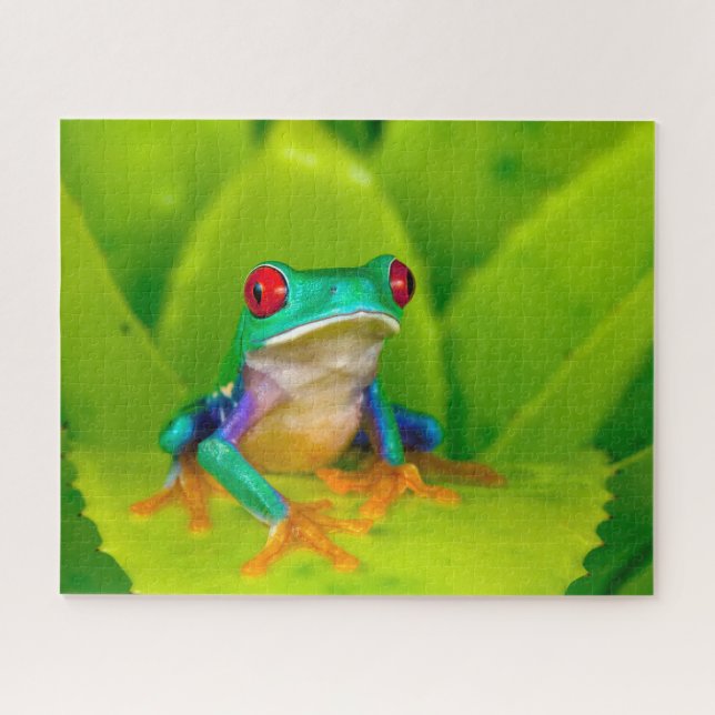 Rotaugelaubfrosch, Costa Rica Puzzle (Horizontal)