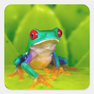 Rotaugelaubfrosch, Costa Rica Quadratischer Aufkleber
