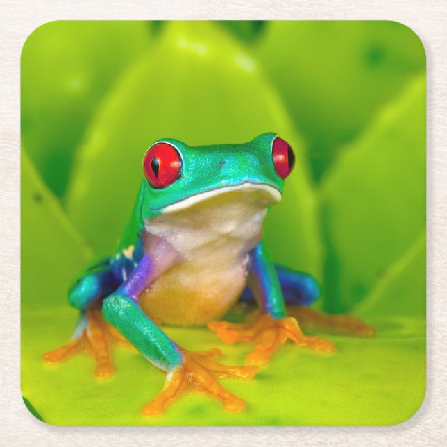 Rotaugelaubfrosch, Costa Rica Rechteckiger Pappuntersetzer (Vorderseite)