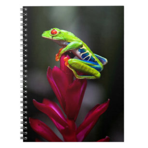 Rotaugelaubfrosch Notizblock