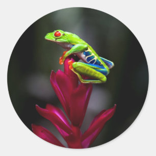 Rotaugelaubfrosch Runder Aufkleber