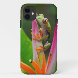 Rotaugen-Laubfrosch, Costa Rica iPhone 11 Hülle