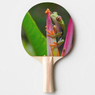 Rotaugen-Laubfrosch, Costa Rica Tischtennis Schläger