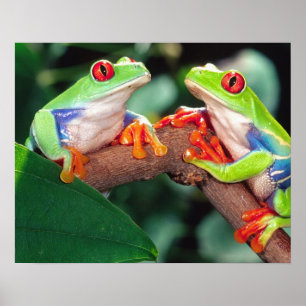 Rotaugen-Laubfrosch-Paar, Agalychinis callidryas, Poster