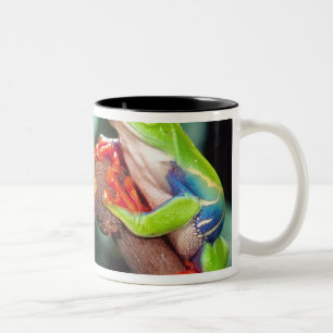 Rotaugen-Laubfrosch-Paar, Agalychinis callidryas, Zweifarbige Tasse