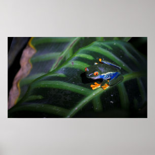 Rotaugenfrosch am Leaf Poster