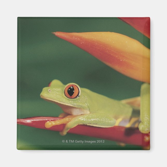 Rotaugenfrosch auf der Blume Magnet (Vorne)