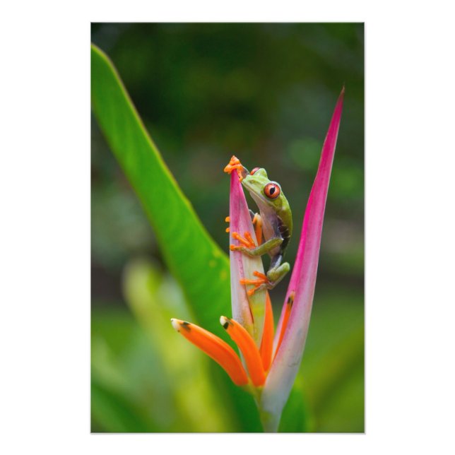 Rotaugenfrosch, Costa Rica Fotodruck (Vorne)