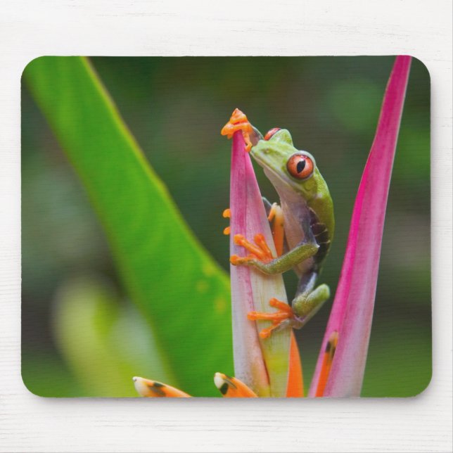 Rotaugenfrosch, Costa Rica Mousepad (Vorne)