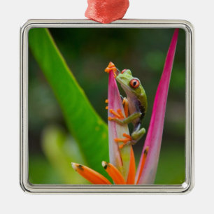 Rotaugenfrosch, Costa Rica Silbernes Ornament