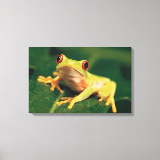 Rotaugenfrosch Leinwanddruck
