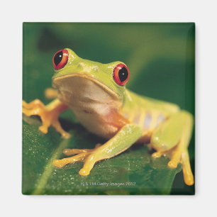 Rotaugenfrosch Magnet