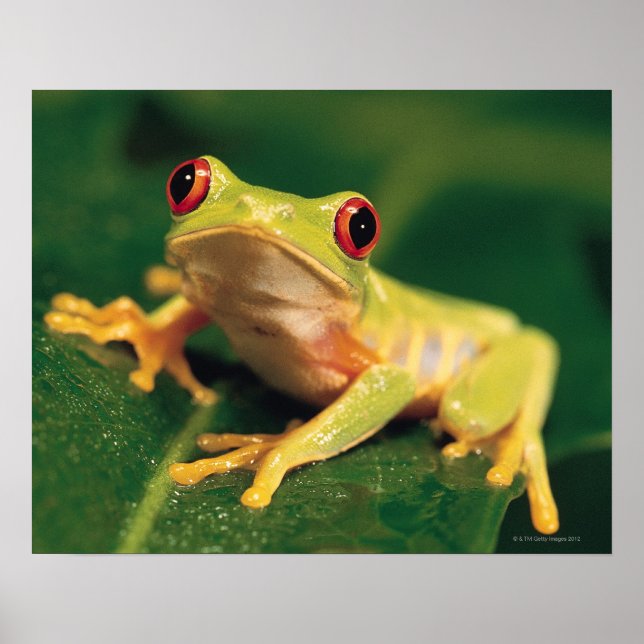 Rotaugenfrosch Poster (Vorne)