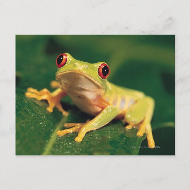 Rotaugenfrosch Postkarte (Vorderseite)