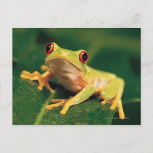 Rotaugenfrosch Postkarte
